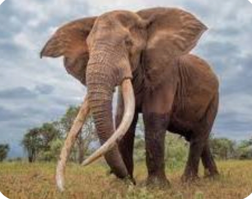 O Elefante