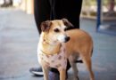 Barueri abre 350 vagas gratuitas para castração de cães e gatos dia 7 de outubro